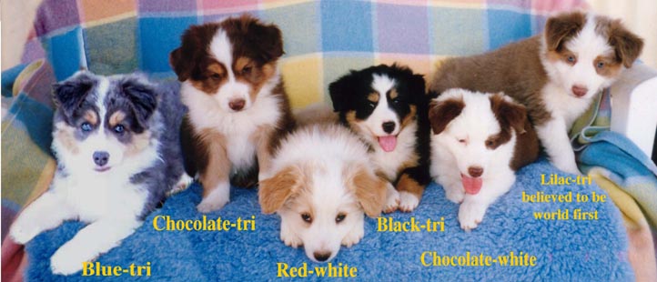 Border Collie Colors