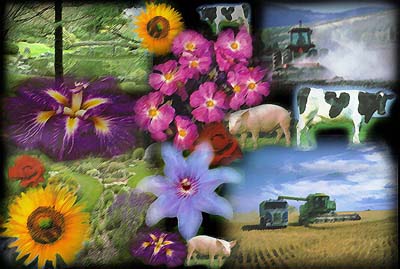 mGarden.jpg (89215 bytes)